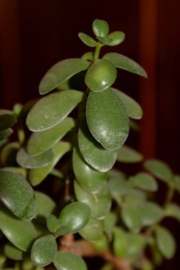 Şişman Adam, Şişman Adam veya Güzel (Crassula L.)
