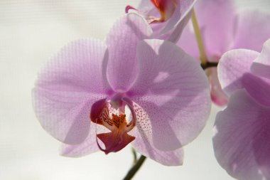 Zozuliantsev ya da Orchidaceae (Orchidaceae) - bitkisel bitkilerin uzun ömürlü karasal veya epifiz bitkilerin anavatanıdır.