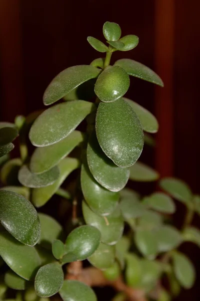 Dikke Man Dikke Man Schoonheid Crassula — Stockfoto