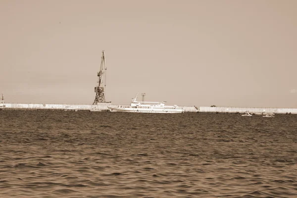 Mar Negro Égua Ruceno Latina — Fotografia de Stock