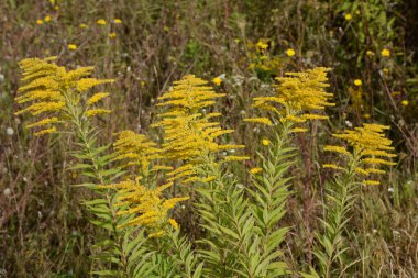 Altın baca şapkası Kanada (Latince Solidgo canadnsis)
