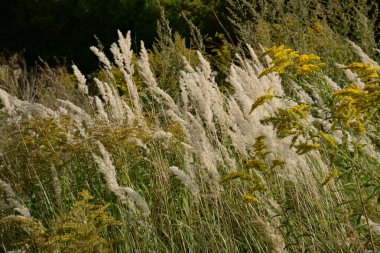 Tarladaki yabani otlarla kaplanmış.