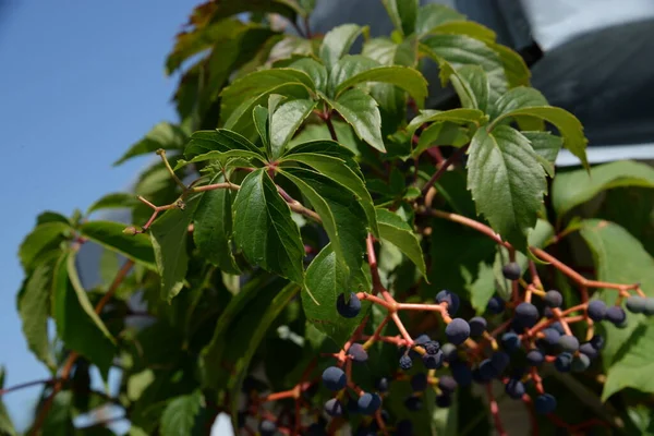 Three-pointed wild grapes (Parthenocissus tricuspidata)