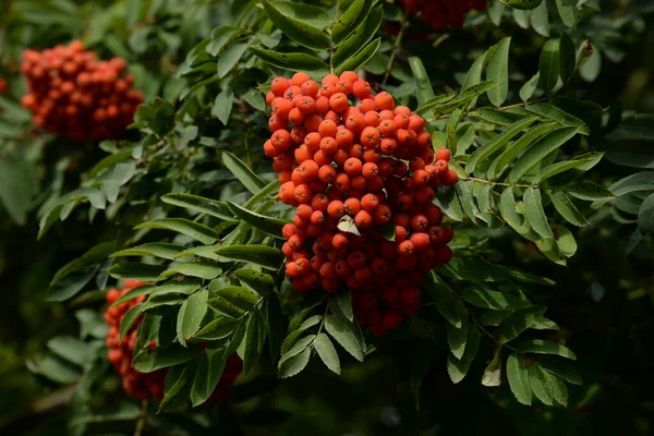 Rowan adi (Latin Srbus aucupria)