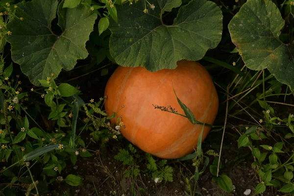 Calabaza Repollo Latín Cucurbita —  Fotos de Stock