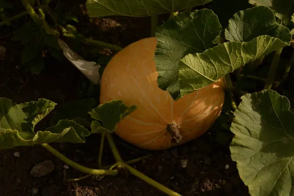 Abóbora Repolho Cucurbita Latina — Fotografia de Stock