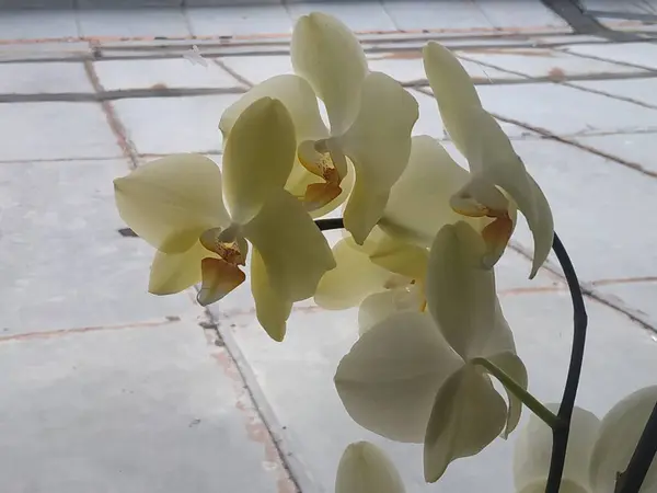 Зозулянцев Орхидные Orchidaceae Родина Монокотиледонов Многолетних Наземных Эпифитных Тропиках Травянистых — стоковое фото