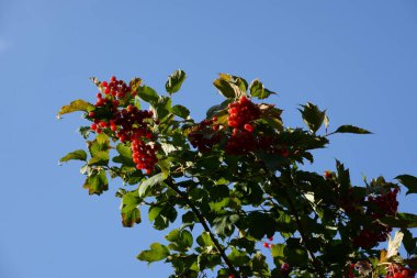 Viburnum sıradan, kırmızı viburum (Viburnum opulus)