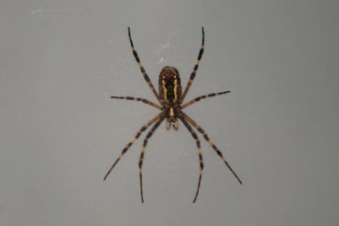Çapraz örümcek veya yaygın haç (Araneus diadematus)