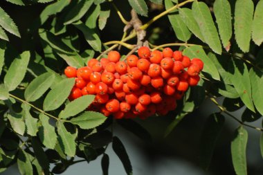 Rowan adi (Latin Srbus aucupria)