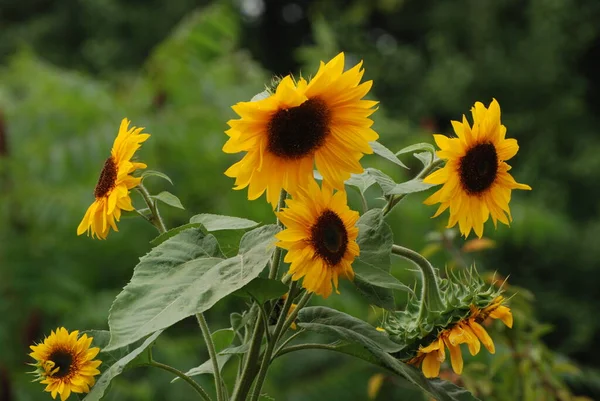 Annual Sunflower Helinthus Nnuus Oil Sunflower Annual Sunflower — 스톡 사진
