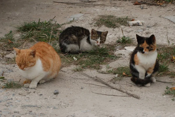 Gatitos Patio — Foto de Stock