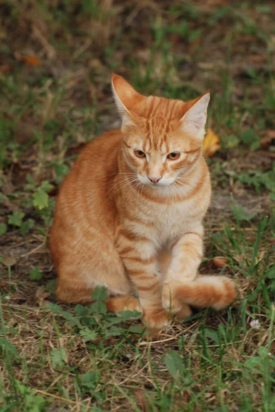 Hauskatze Oder Hauskatze Felis Silvestris Catus — Stockfoto