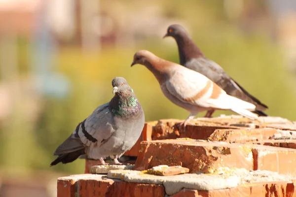 Pombo Doméstico Columba Livia Var Doméstica — Fotografia de Stock