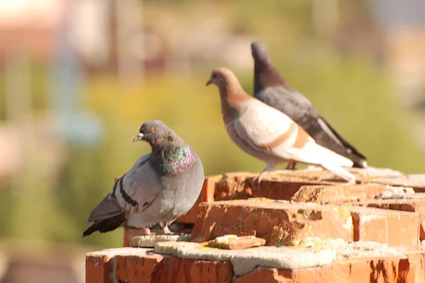 Pombo Doméstico Columba Livia Var Doméstica — Fotografia de Stock