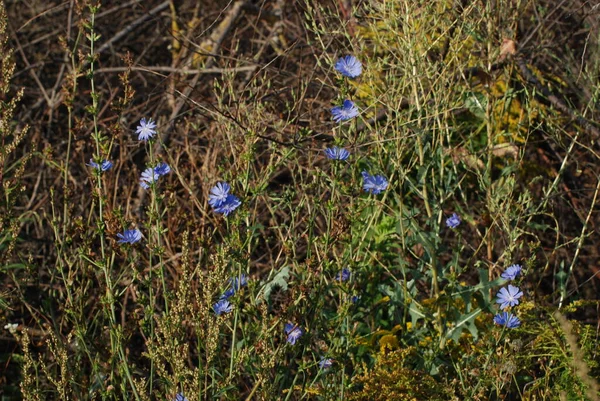 Centaurea Cyanus — 스톡 사진