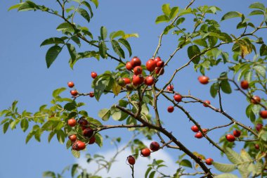 Rosehip, veya köpek gülü (Rosa canina L.)