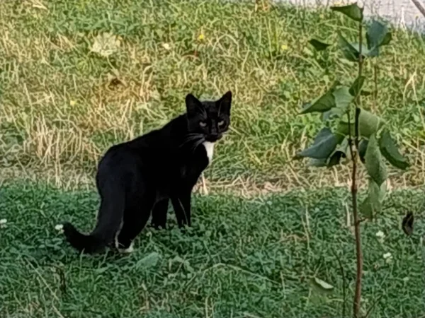 Hauskatze Oder Hauskatze Felis Silvestris Catus — Stockfoto