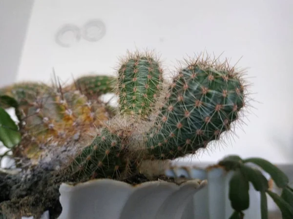 Kaktusz Cactaceae Szegfű Rendjébe Tartozó Zamatos Növények Családja Caryophyllales — Stock Fotó