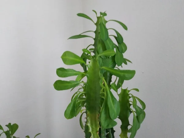 Kaktus Cactaceae Familjen Saftiga Växter Nejlika Caryophyllales — Stockfoto