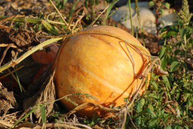 Balkabağı ya da lahana (Latin Cucurbita)