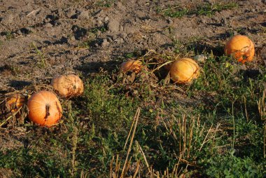 Balkabağı ya da lahana (Latin Cucurbita)