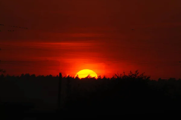 Закат Над Лесом — стоковое фото