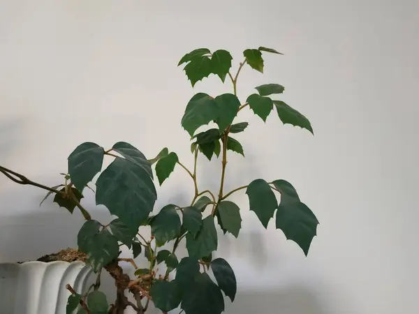Naskórek Późny Epiphyllum Rodzaj Kaktusów Epifitycznych Rodziny Kaktusów — Zdjęcie stockowe