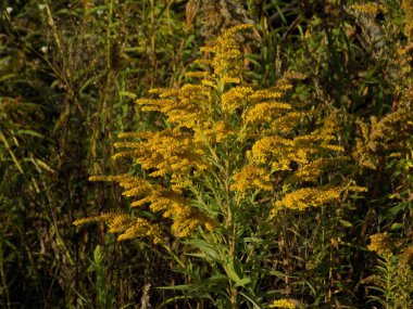  Altın baca şapkası Kanada (Latince Solidgo canadnsis)