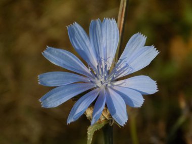 Mavi ya da mavi (Centaurea siyanus (Hepsi) Dost.)
