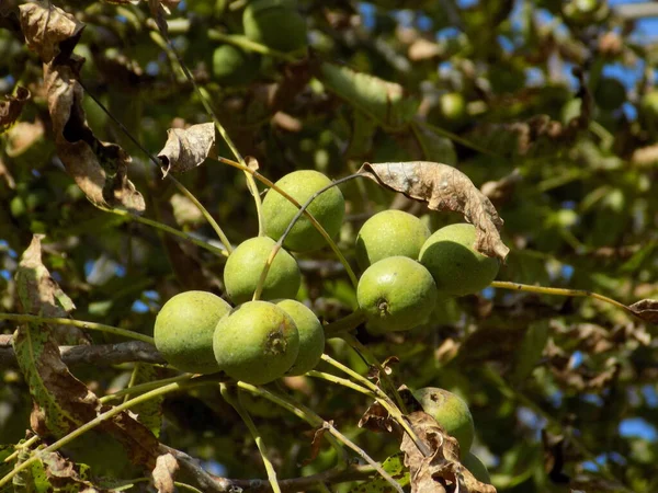 Vlašský Ořech Také Ořech Juglans Regia — Stock fotografie