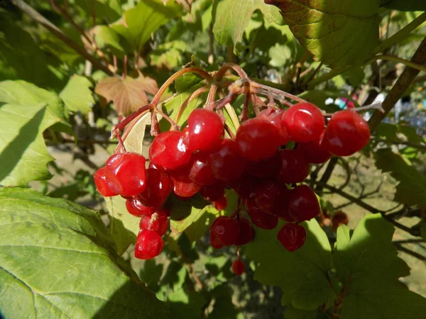 Viburnum Rendes Vörös Viburnum Viburnum Opulus — Stock Fotó