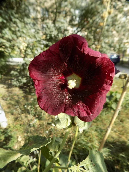 Malva Malva Lat Mlva — Foto de Stock