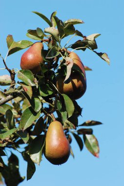 Olgun armutlar ağaçta
