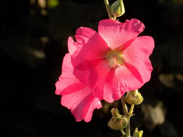 Malva Malva Lat Mlva — Fotografia de Stock