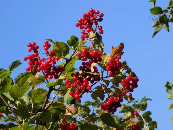 Viburnum Comum Viburno Vermelho Viburnum Opulus — Fotografia de Stock