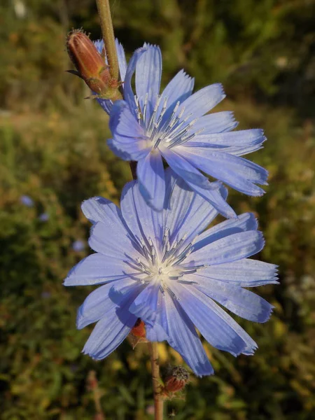 Aster Família Aster Blavat Blavat Blue Blossom Blue Hematomas Cornflower — Fotografia de Stock