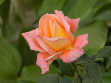 Gül, köpek gülü, pembe