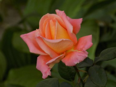 Gül, köpek gülü, pembe