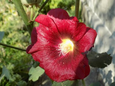 Malva, veya mallow (lat. Mlva)