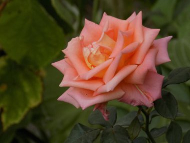 Gül, köpek gülü, pembe