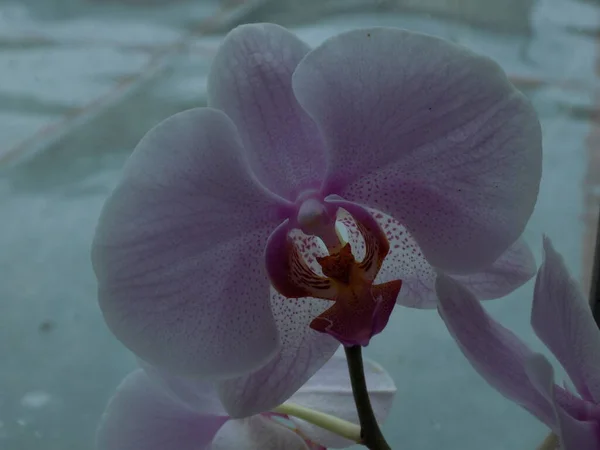 Koekoek Orchidee Orchidee Decoratief Binnen Bloem Plant — Stockfoto