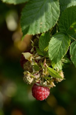  Avrupa ahududu, ahududu veya sadece ahududu