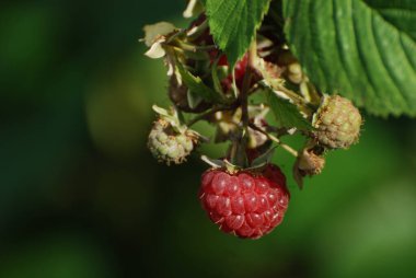  Avrupa ahududu, ahududu veya sadece ahududu