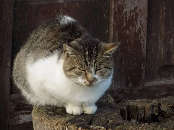 Gato Doméstico Felis Silvestris Catus —  Fotos de Stock