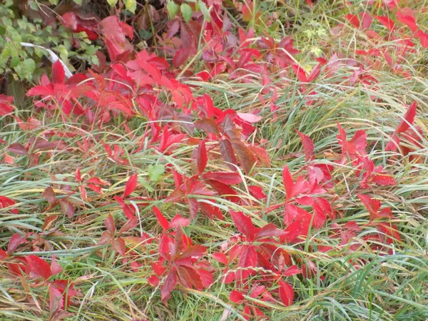 Blätter Gras Rot Grün — Stockfoto