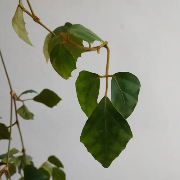 Epífilo Lat Epiphyllum Género Cactus Epífitas Familia Los Cactus —  Fotos de Stock