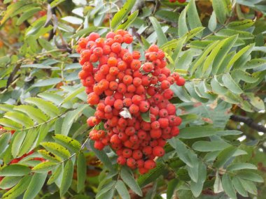 Rowan adi (Latin Srbus aucupria)
