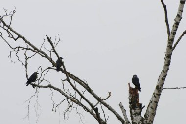 Kuru bir ağacın dallarındaki kuşlar. Kuşlar, dallar, kuru, büyük, ağaç.