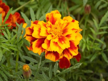 Kadife çiçeği, kadife, dolunay.